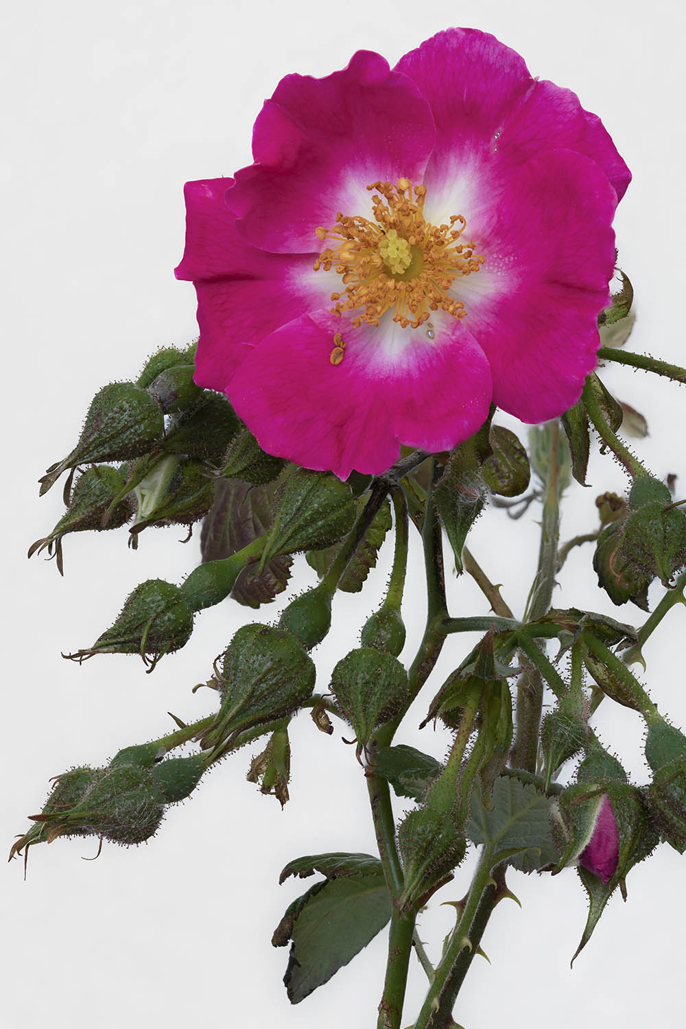 Rosier sauvage, Les Roses Pierre-Joseph Redout&eacute;Redout&eacute;